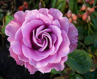 Rose Angel Face 2 ft Standards (Rosa) - Ladybird Nursery