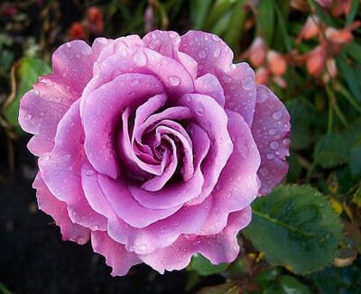 Rose Angel Face 3 ft Standards (Rosa) - Ladybird Nursery