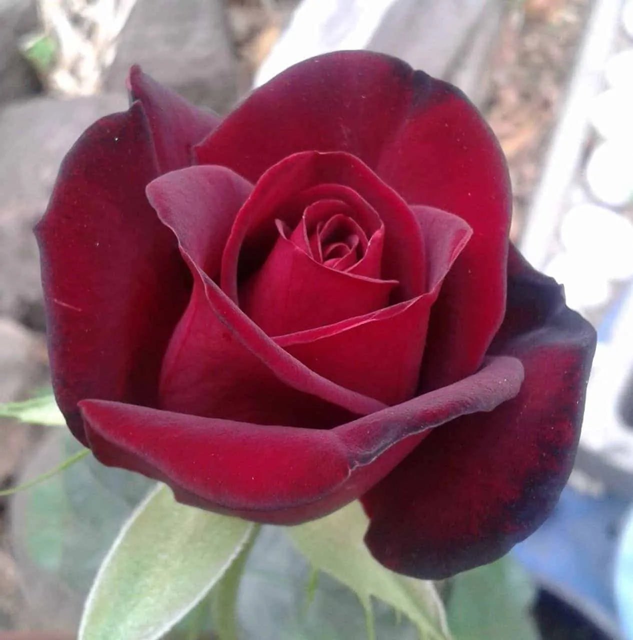 Rose 'Black Madonna' - Ladybird Nursery