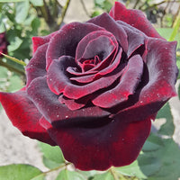 Rose Black Velvet (Rosa)