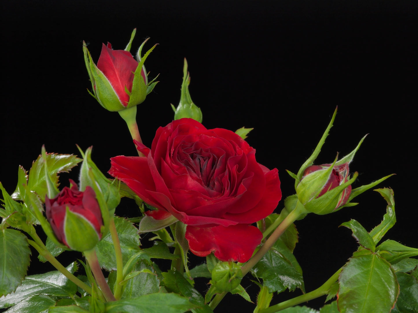 Rose Carmen Red (Rosa)