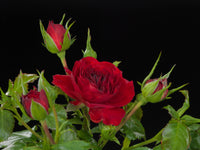 Rose Carmen Red (Rosa) - Ladybird Nursery