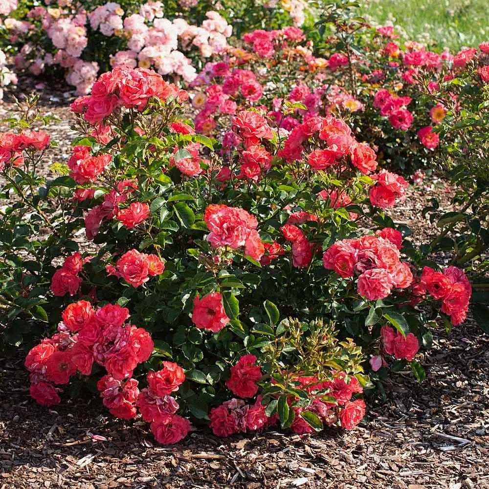 Rose DRIFT® Coral (Rosa)