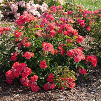 Rose DRIFT® Coral (Rosa)