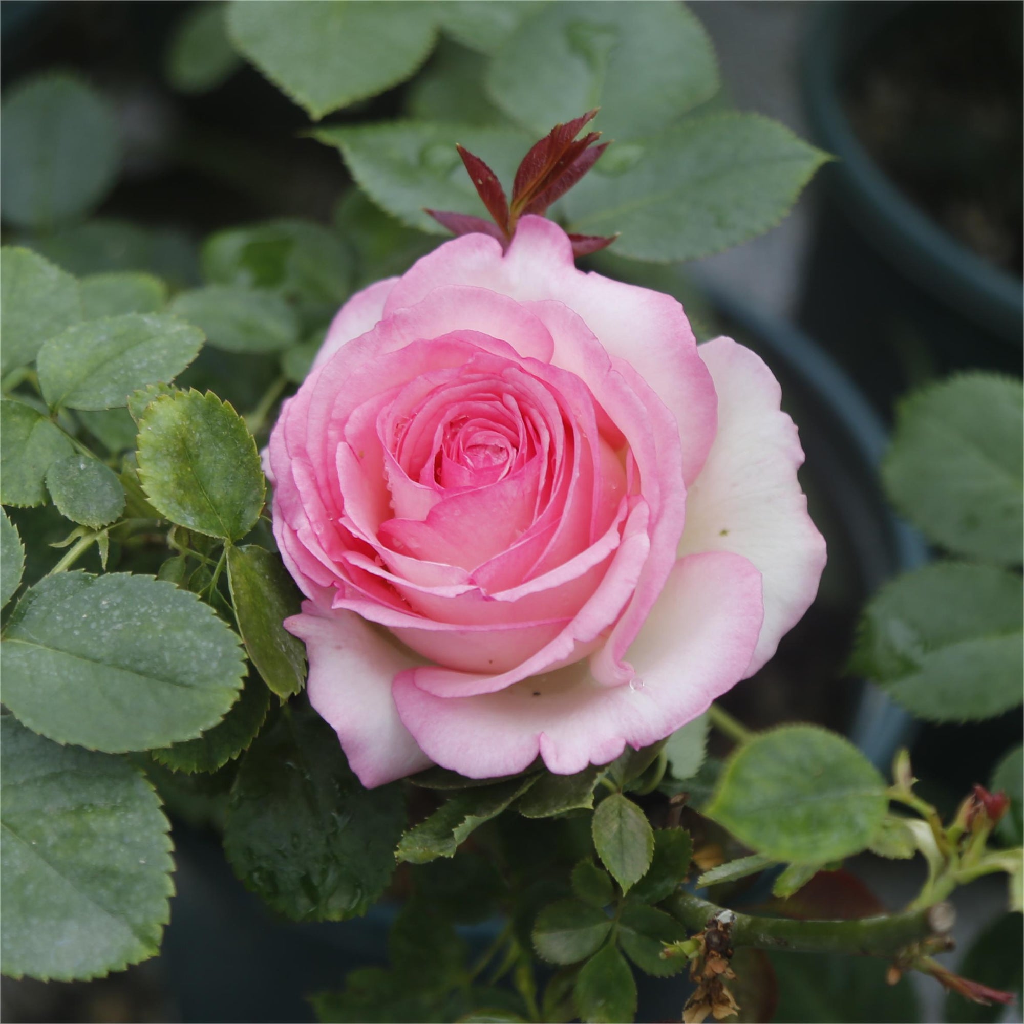 Rosa Terrazza® Moon King (Rosa) - Ladybird Nursery