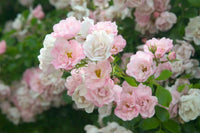 Rose Flower Carpet Appleblossom (Rosa) - Ladybird Nursery
