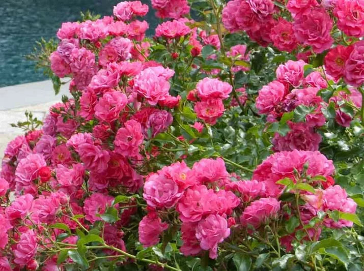 Rose Flower Carpet Pink Splash (Rosa)