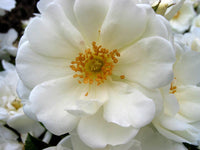 Rose Flower Carpet White (Rosa)