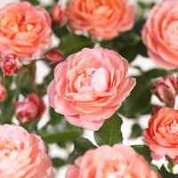 Rosa Terrazza® Meteor King (Rosa) - Ladybird Nursery