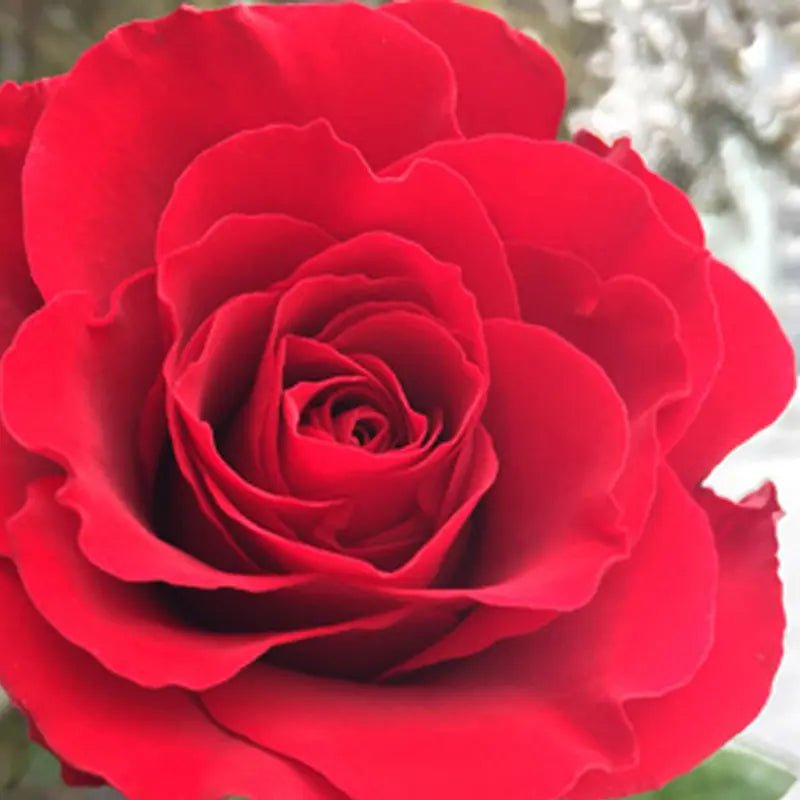 Rose 'Fragrant Charm' - Ladybird Nursery