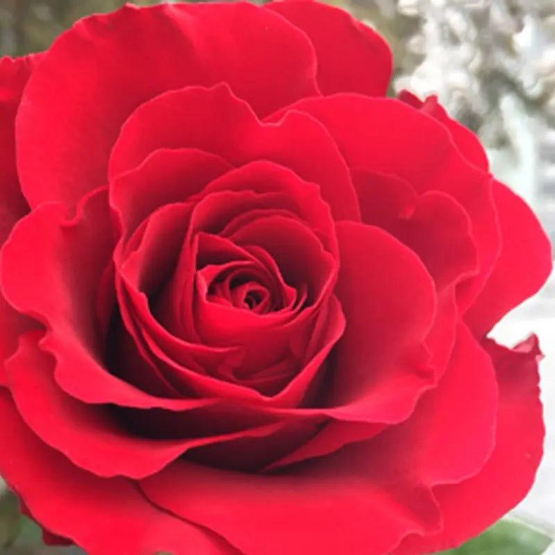 Rose 'Fragrant Charm'