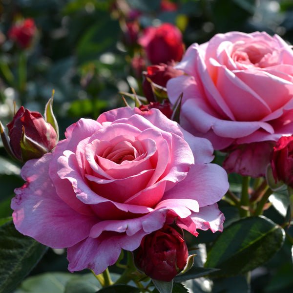 Rose Showpiece™ Blush Plant – Buy Now! – Ladybird Nursery