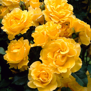 Rose Gold Bunny (Rosa)