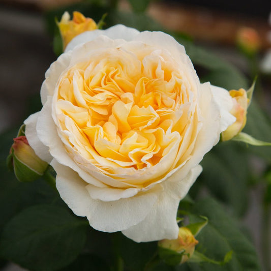 Rose 'Gold Pierre de Ronsard'