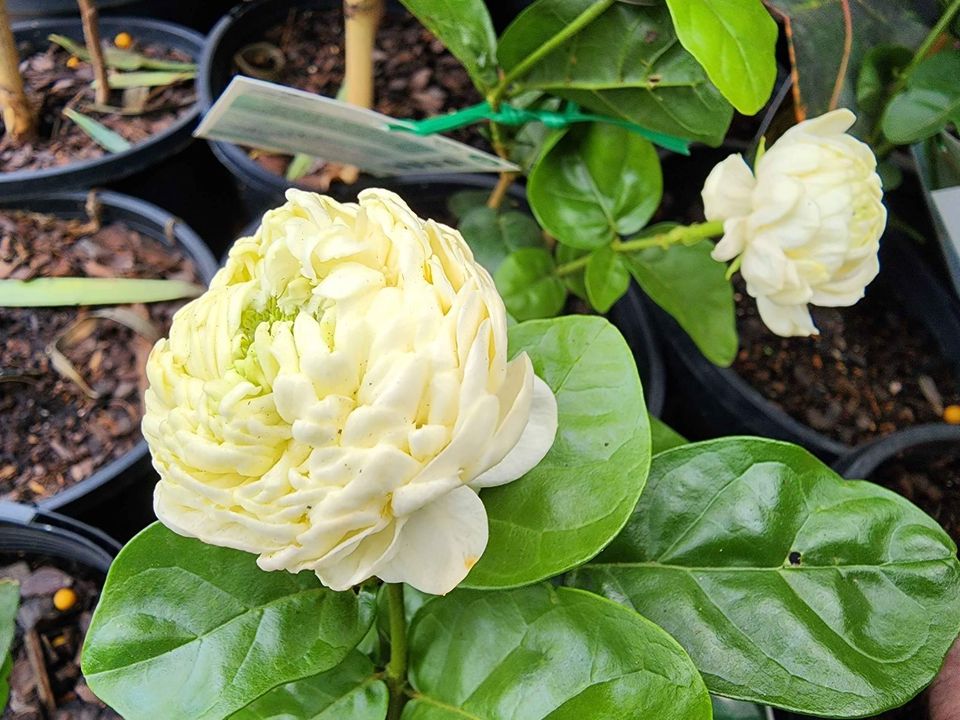 Rose Jasmine (Chinese Emperor) - Ladybird Nursery