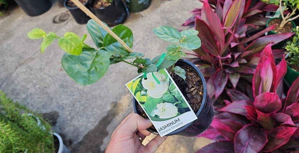 Rose Jasmine (Chinese Emperor)