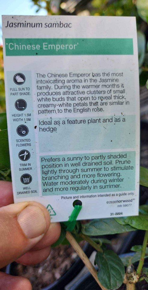 Rose Jasmine (Chinese Emperor) - Ladybird Nursery