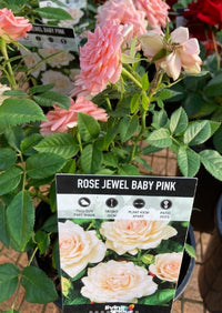 Rose ‘Jewel Baby Pink’ (Rosa hybrid)