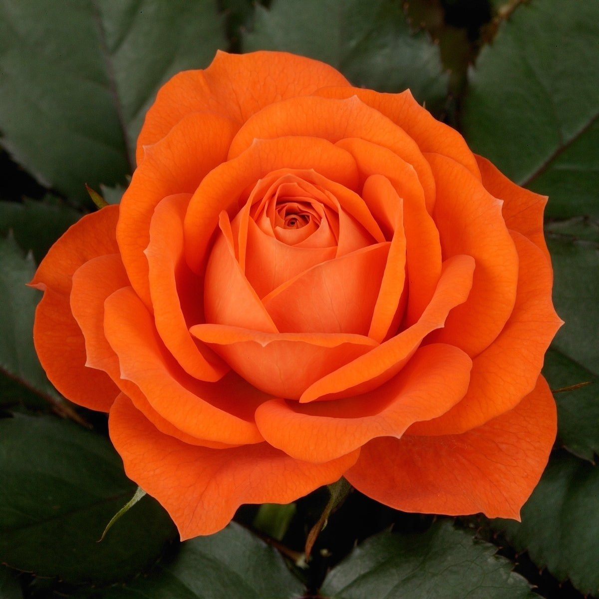 Rose Jewel Miniature Orange (Rosa)
