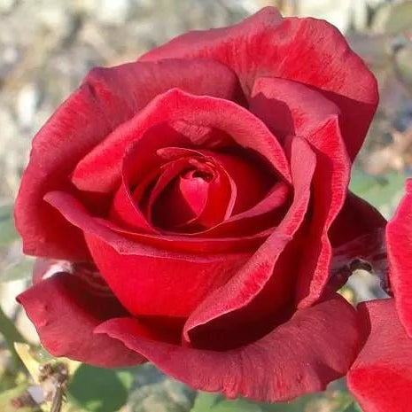 Knetucky Roses Rose 'Kentucky Derby' Plant – Buy Now! – Ladybird Nursery