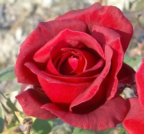 Rose 'Kentucky Derby' - Ladybird Nursery