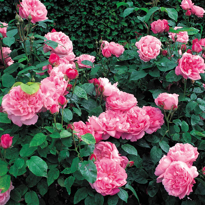 Rose ‘Mary Rose' (David Austin)