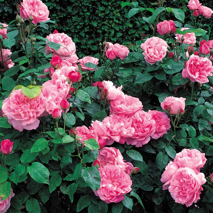 Rose ‘Mary Rose' (David Austin) - Ladybird Nursery