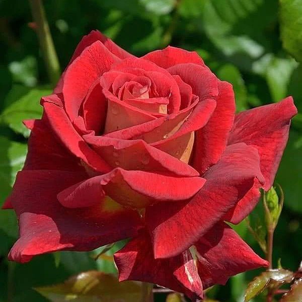 Rose 'New Kleopatra' - Ladybird Nursery