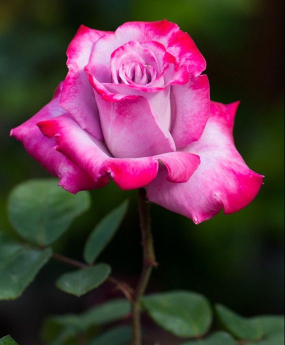 Rose 'Paradise' 2ft Standard