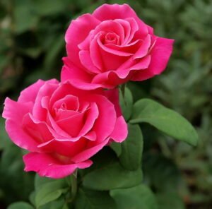 Rose 'Peter Frankenfeld' 2ft Standard - Ladybird Nursery