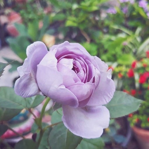 Rosa Terrazza® Purple (Rosa) - Ladybird Nursery