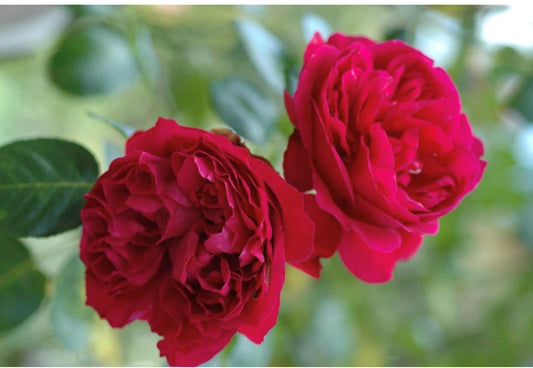 Rose 'Red Pierre de Ronsard'