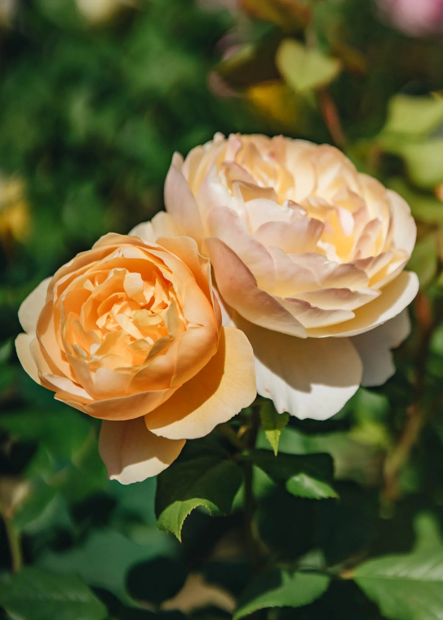 Rose 'Ronald Dahl' (David Austin)
