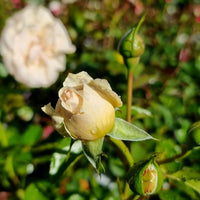 Rose Showpiece™ Champagne (Rosa)