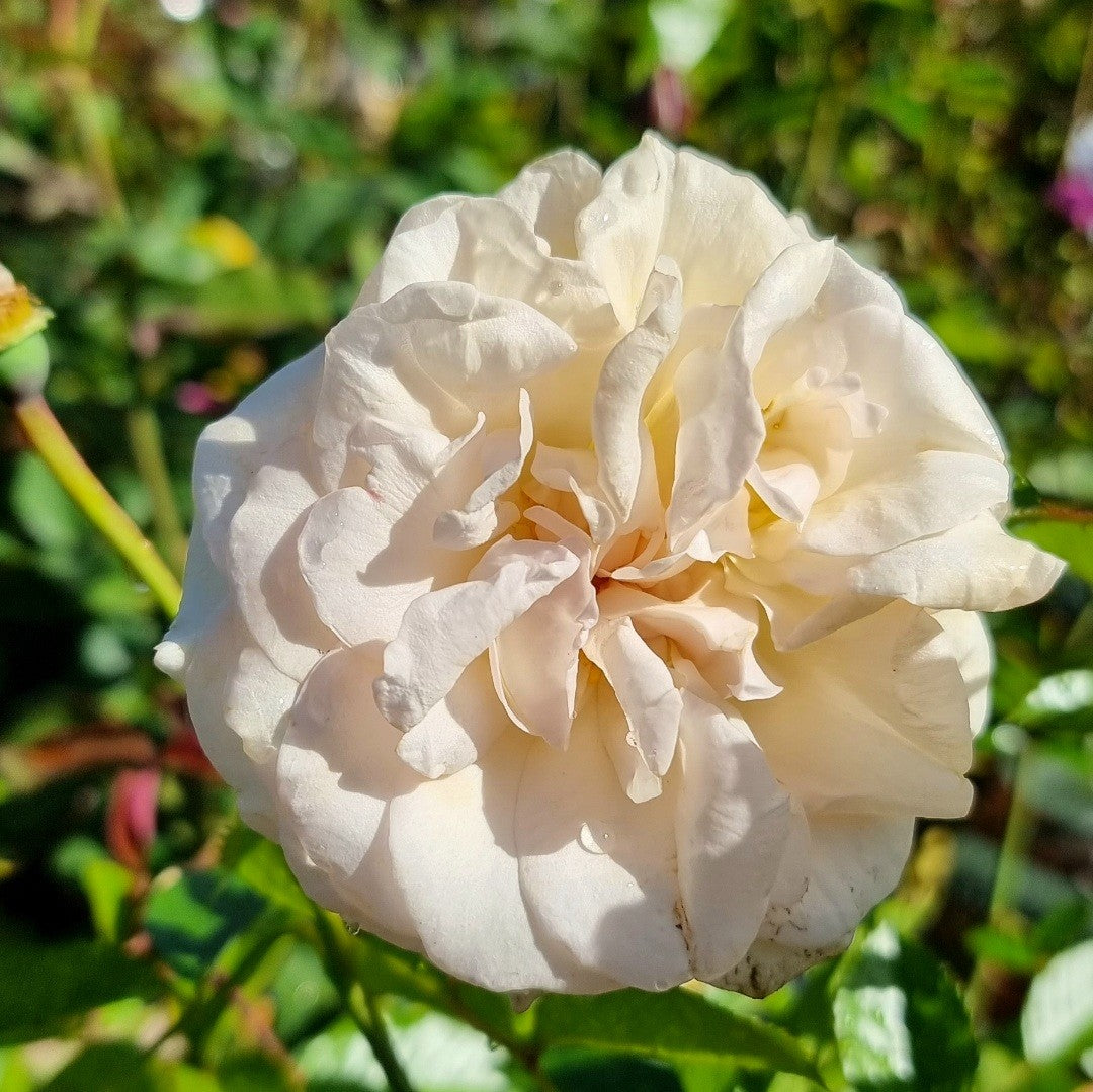 Rose Showpiece™ Champagne (Rosa)