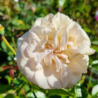 Rose Showpiece™ Champagne (Rosa)