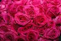 Rose Showpiece™ Lipstick (Rosa)