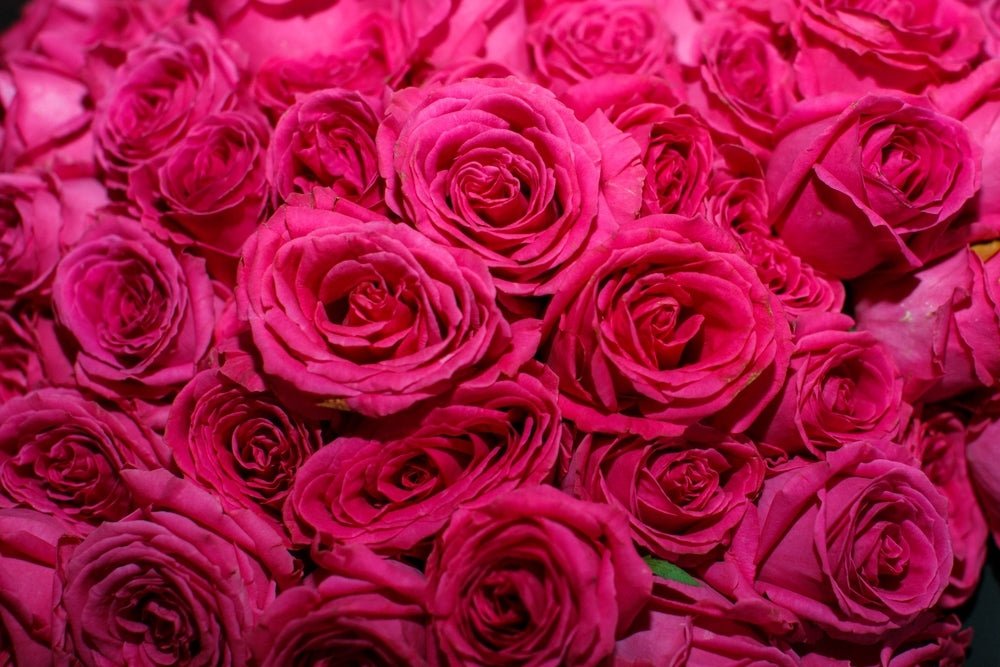 Rose Showpiece™ Lipstick (Rosa) - Ladybird Nursery