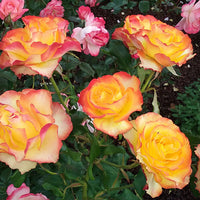 Rose 'Tequila Sunrise' 2ft Standard