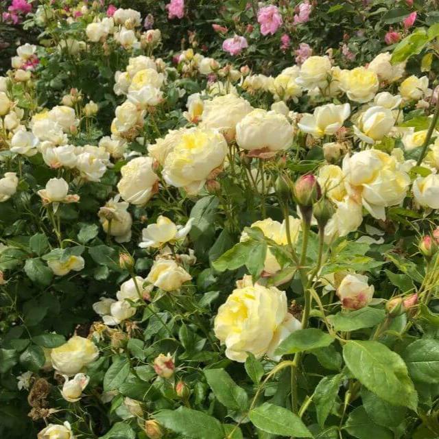 Rose 'Vanessa Bell' (David Austin) - Ladybird Nursery