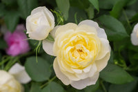 Rose 'Vanessa Bell' (David Austin)