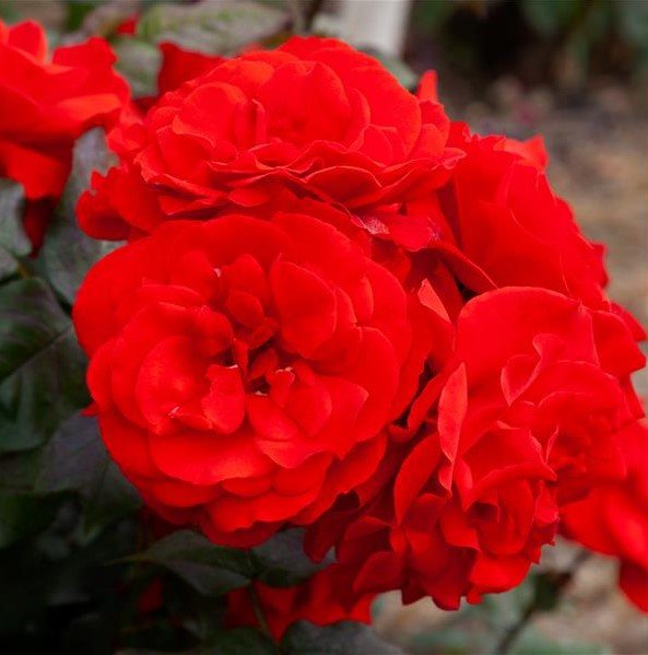 Rose Warrior (Rosa) - Ladybird Nursery