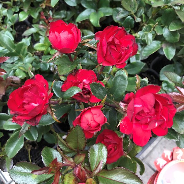 Rose Meibenbino (Zepeti® var.) - Ladybird Nursery