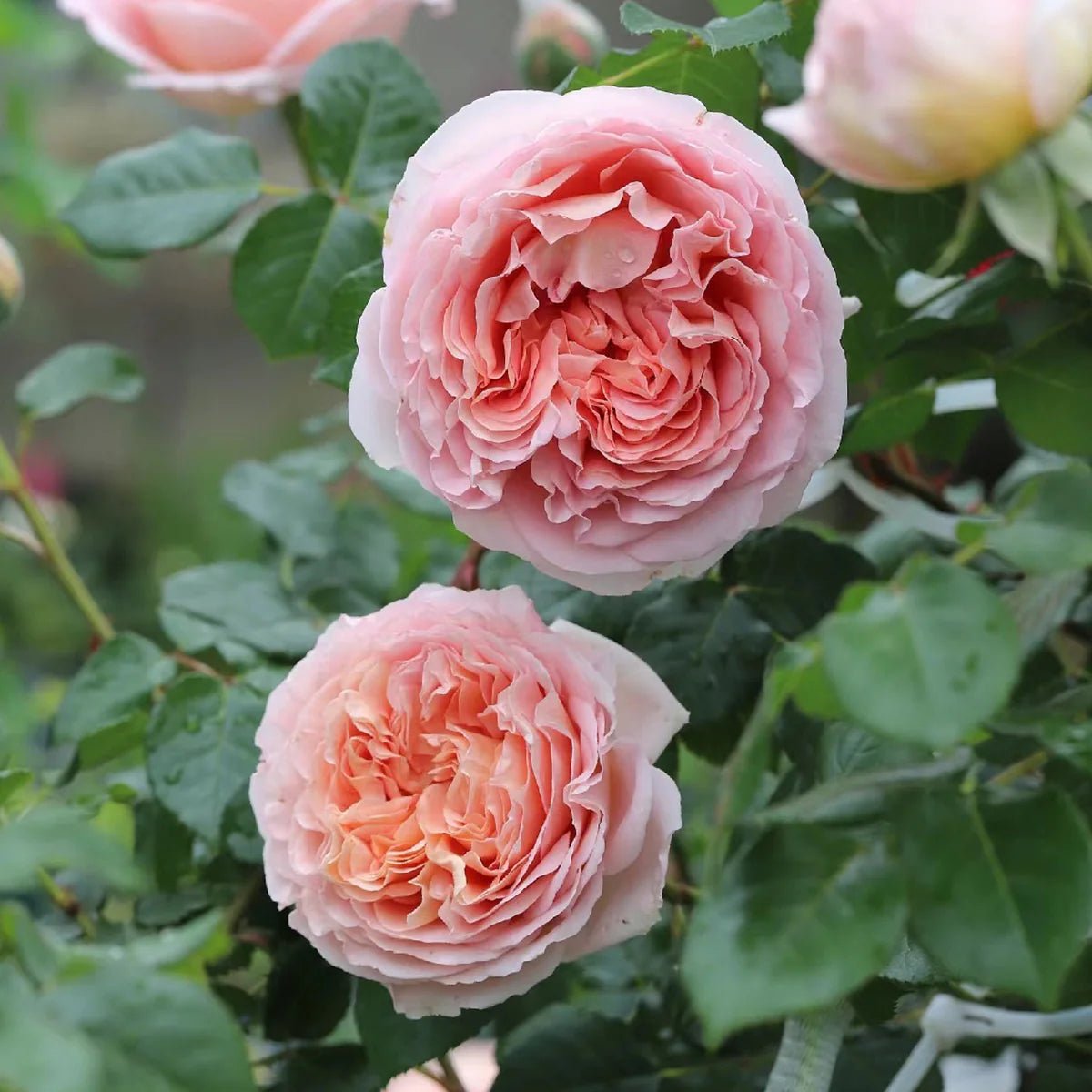 Rose ‘Abraham Darby' (David Austin) - Ladybird Nursery