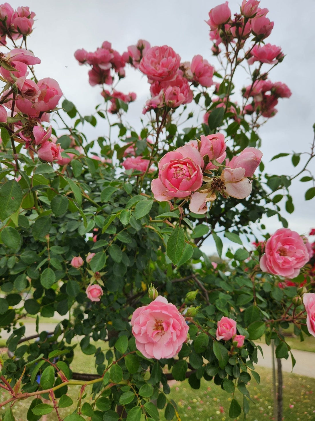 Rose ‘Bonica’ 3ft Standard - Ladybird Nursery