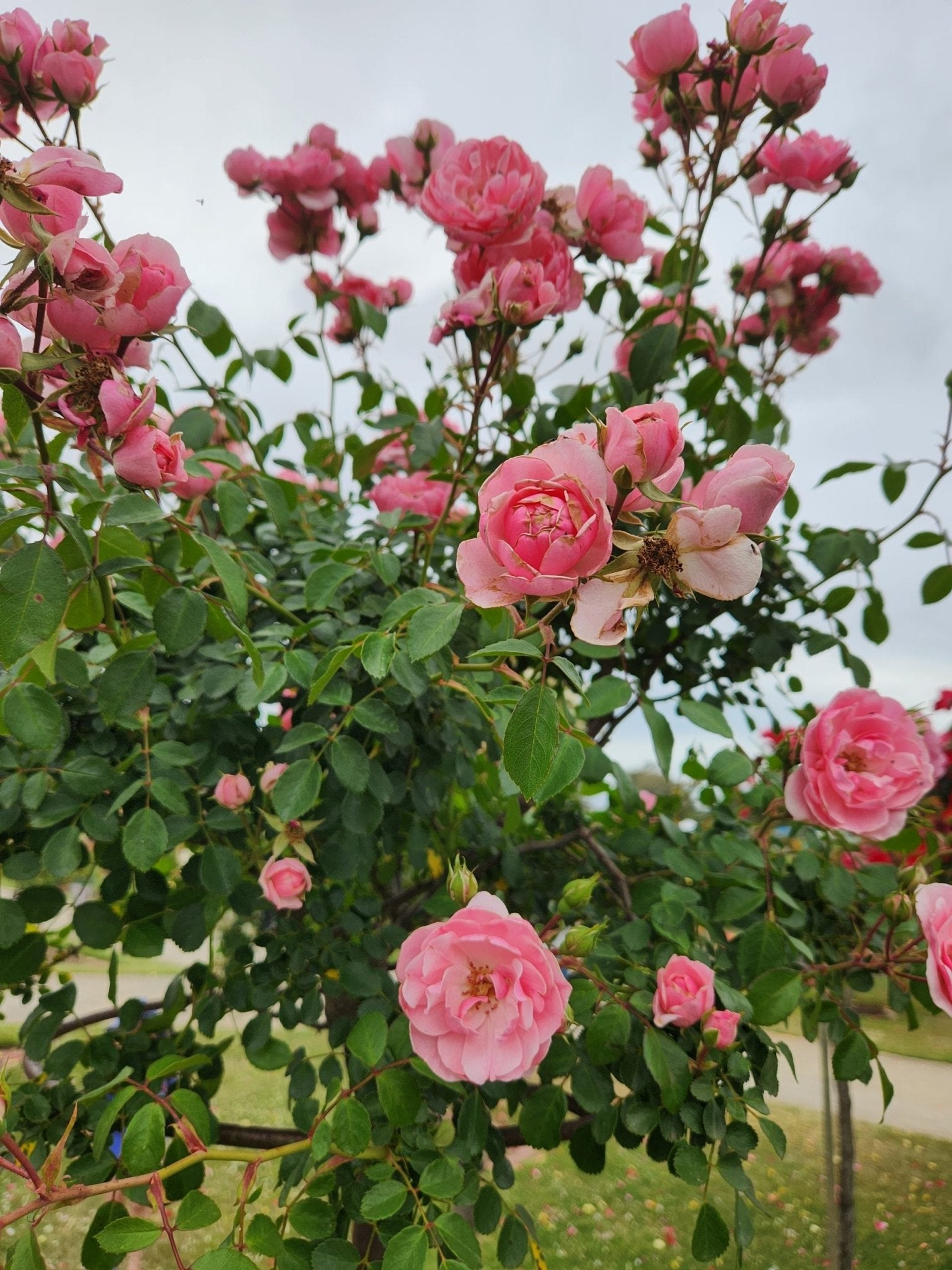 Rose ‘Bonica’ 3ft Standard - Ladybird Nursery