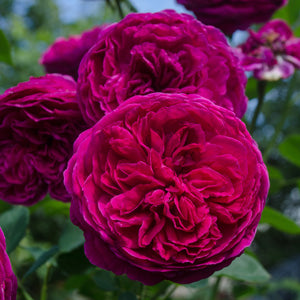 Rose ‘Falstaff' (David Austin)