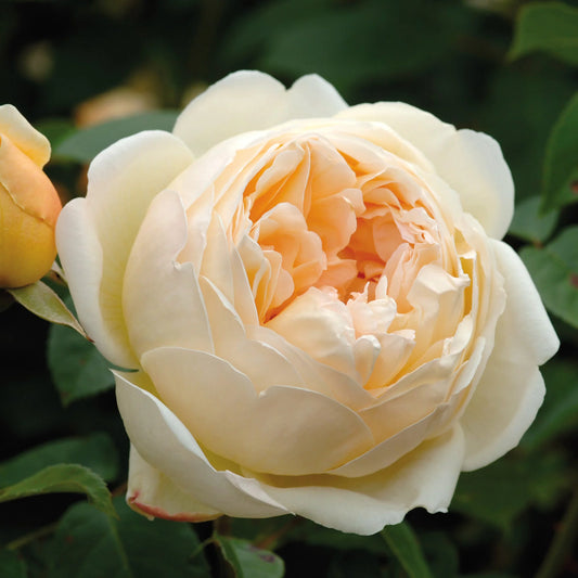 Rose ‘Jude the Obscure' (David Austin)