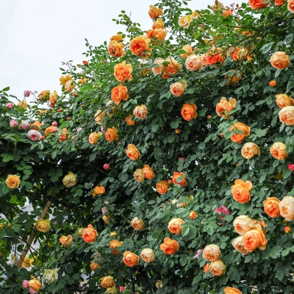 Rose ‘Lady of Shallot' (David Austin) - Ladybird Nursery