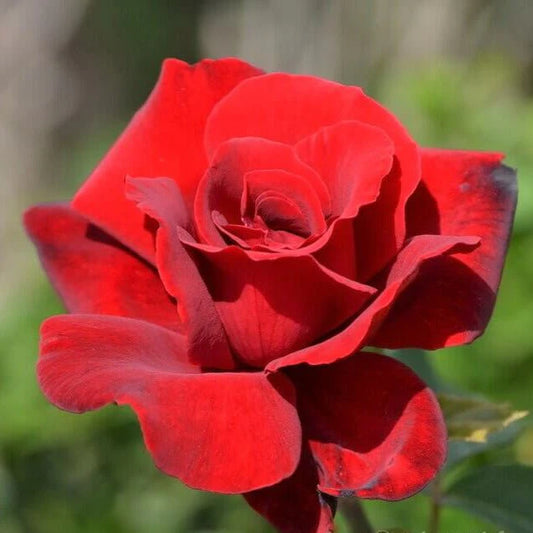 Rose ‘Le Rouge et le Noir’ (Delbard)